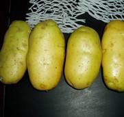 Fresh Potato  Made in Korea